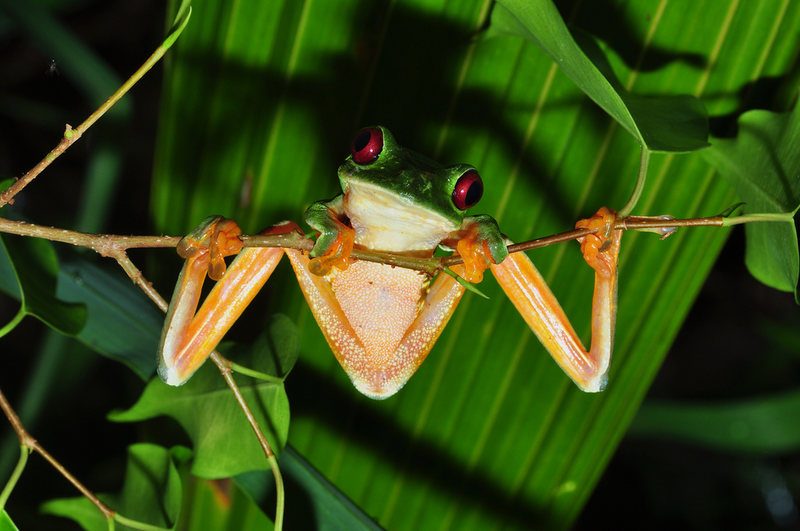 Costa Rica Frog in jungle || Blue Osa Travels