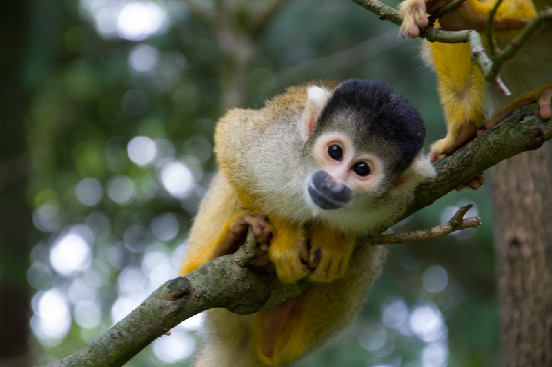 Squirrel monkeys