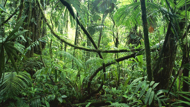 Corcovado National Park costa rica Easy Resize com